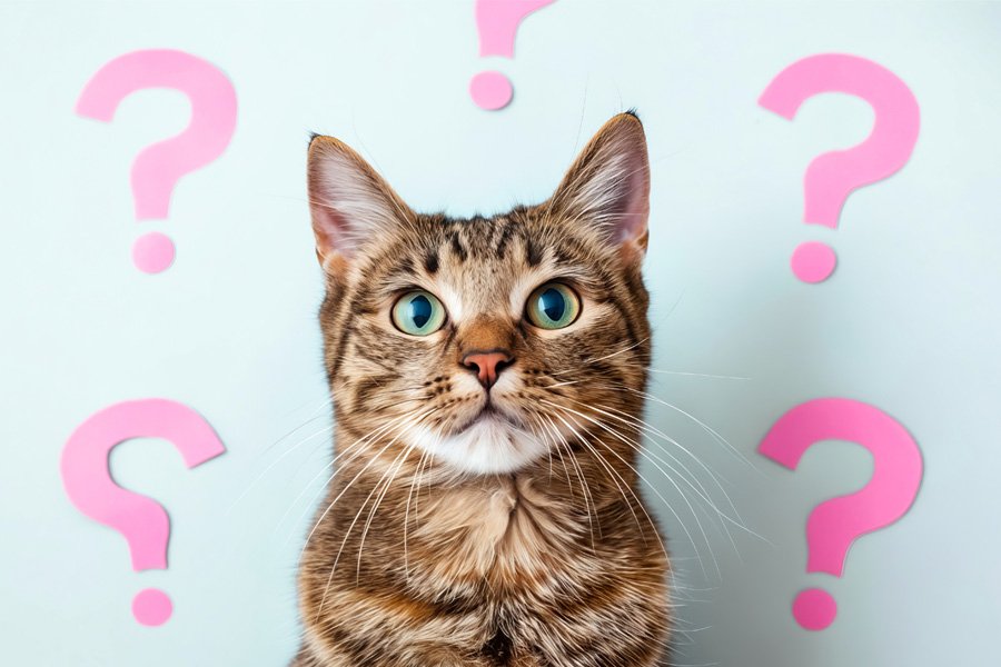 Kedi maması tercih rehberi görseli