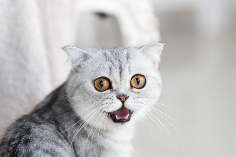 Kedi Maması 6 Sessiz Mesaj